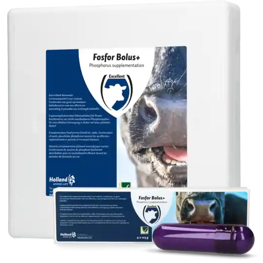 HAC Ergänzungsfuttermittel Fosfor Bolus+ - 4x 123 g Billig