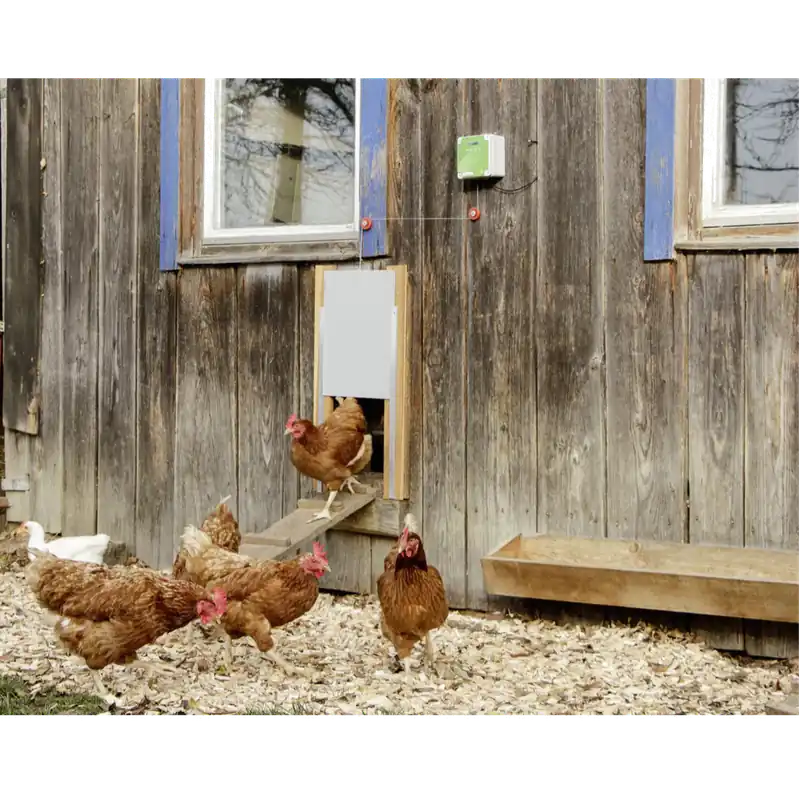 Echt Hühnertür-Akku-Solar-Set groß BIO