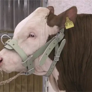 Expressversand Bullenhalfter