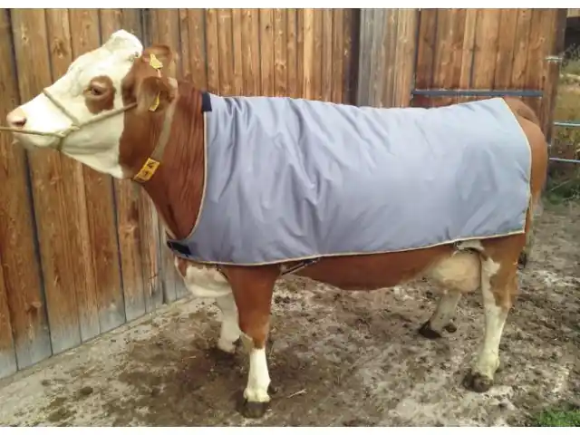 Thermodecke für Kühe, 175 cm Beliebt