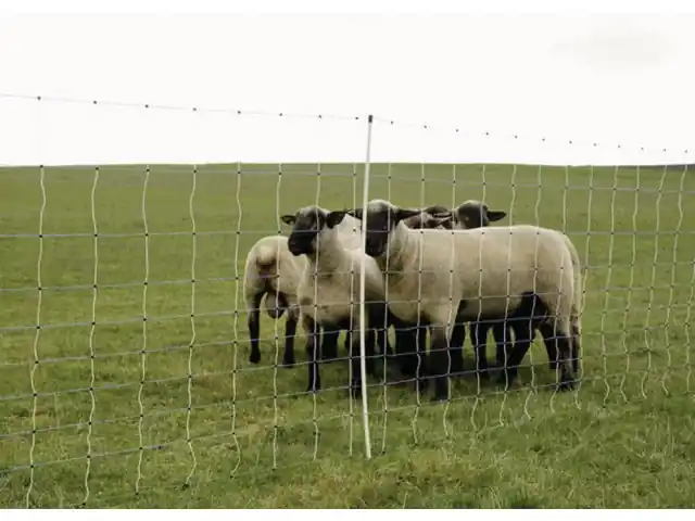 Preisreduziert (50m) WolfNet-Maxi weiß/blau Höhe: 122cm Einzelspitze