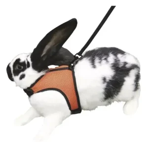 SPORT Nagergeschirr Angebot