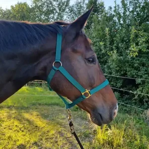 LISTER Halfter ungepolstert Preiswert